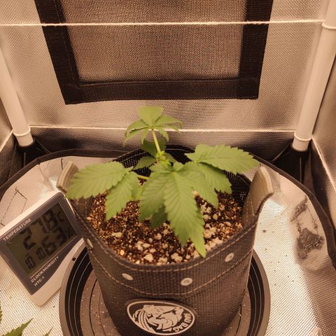 Blue Berry growlog timeline photo