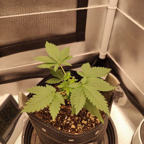 Blue Berry growlog timeline photo