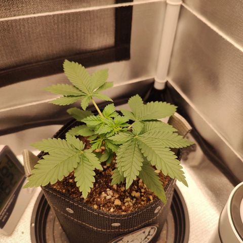 Blue Berry growlog timeline photo