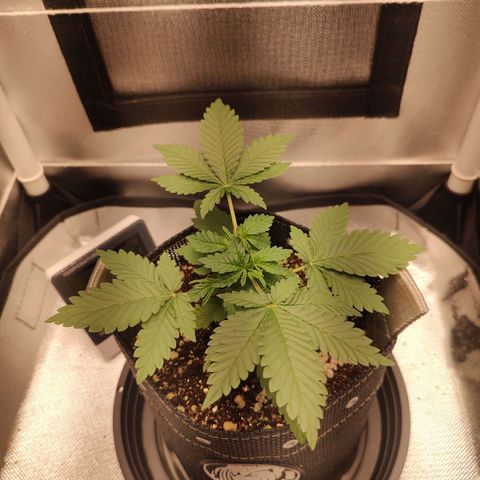 Blue Berry growlog timeline photo