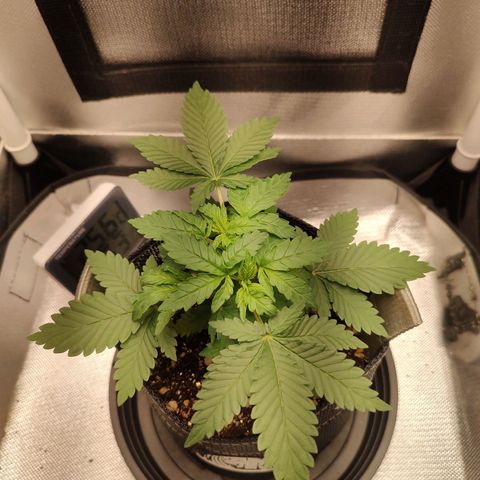 Blue Berry growlog timeline photo