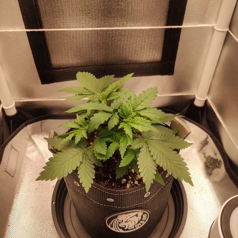 Blue Berry growlog timeline photo
