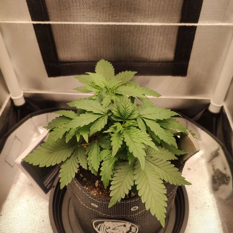 Blue Berry growlog timeline photo