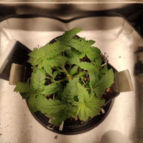 Blue Berry growlog timeline photo
