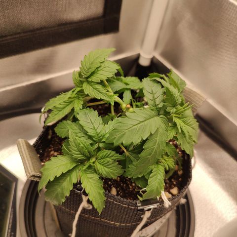 Blue Berry growlog timeline photo