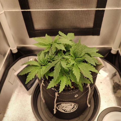 Blue Berry growlog timeline photo