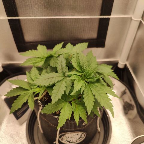 Blue Berry growlog timeline photo
