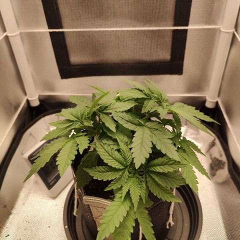 Blue Berry growlog timeline photo