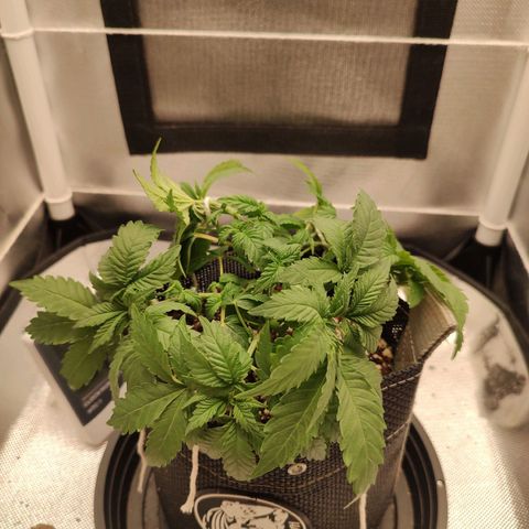Blue Berry growlog timeline photo