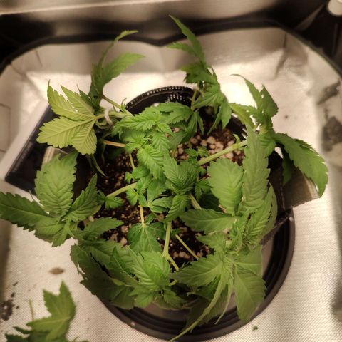 Blue Berry growlog timeline photo