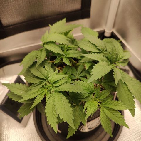 Blue Berry growlog timeline photo