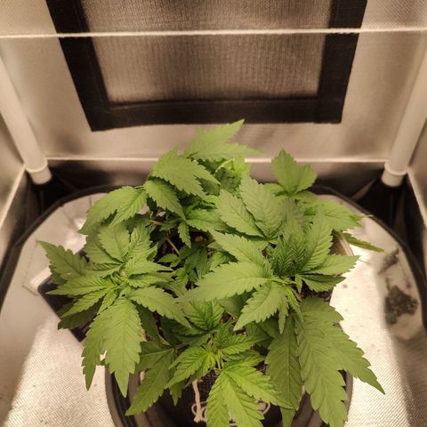 Blue Berry growlog timeline photo