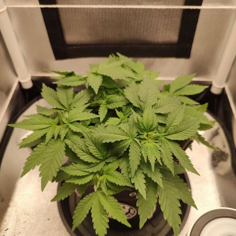 Blue Berry growlog timeline photo