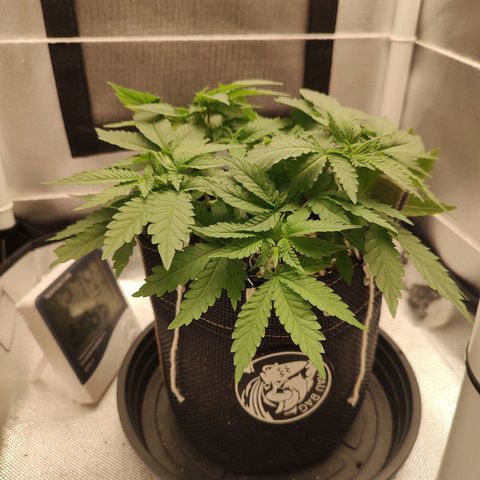 Blue Berry growlog timeline photo
