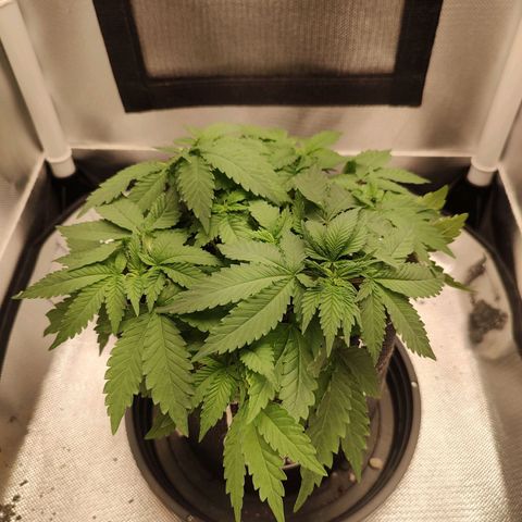 Blue Berry growlog timeline photo
