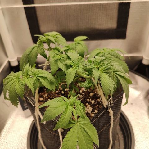 Blue Berry growlog timeline photo