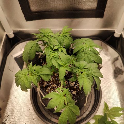 Blue Berry growlog timeline photo