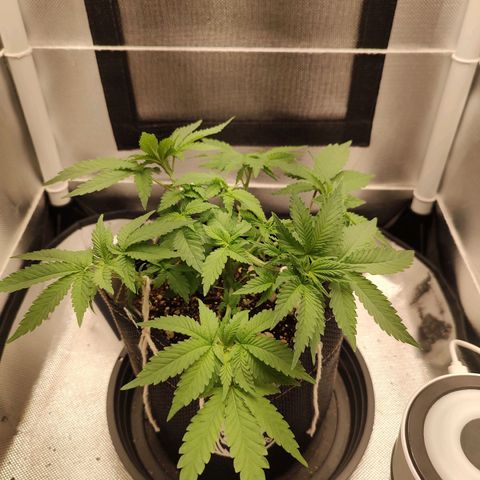 Blue Berry growlog timeline photo
