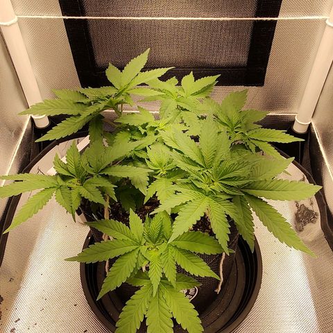 Blue Berry growlog timeline photo