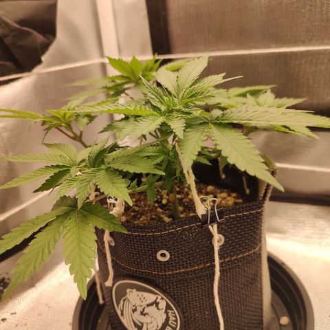 Blue Berry growlog timeline photo