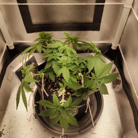 Blue Berry growlog timeline photo