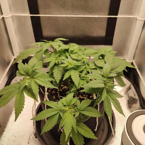 Blue Berry growlog timeline photo