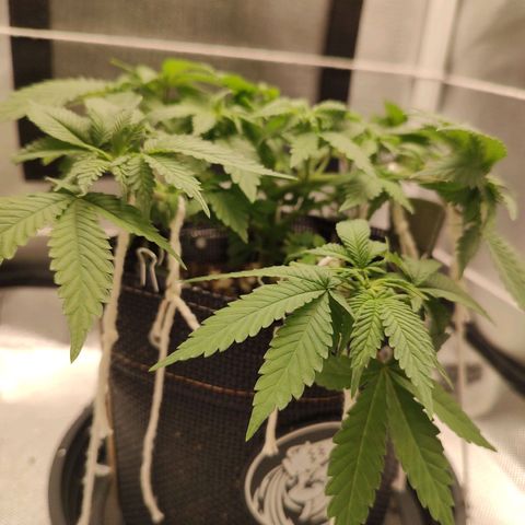 Blue Berry growlog timeline photo