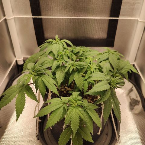 Blue Berry growlog timeline photo