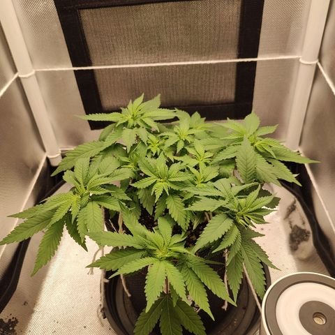 Blue Berry growlog timeline photo