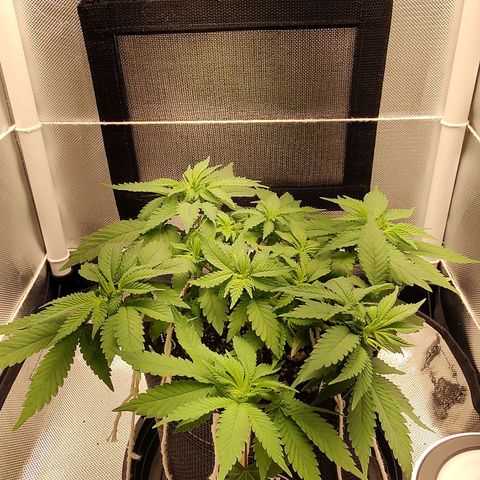 Blue Berry growlog timeline photo