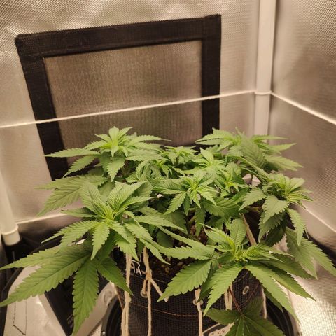 Blue Berry growlog timeline photo