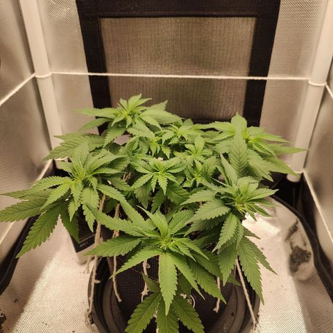 Blue Berry growlog timeline photo