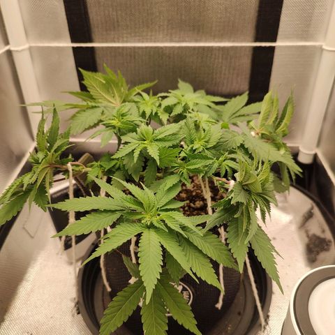 Blue Berry growlog timeline photo