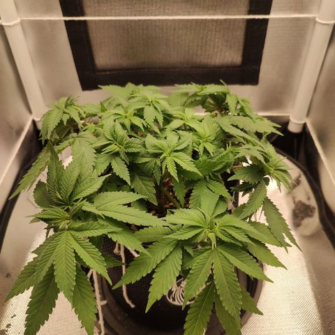 Blue Berry growlog timeline photo