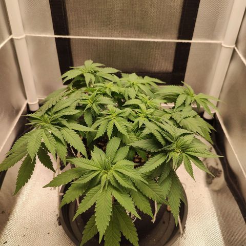 Blue Berry growlog timeline photo
