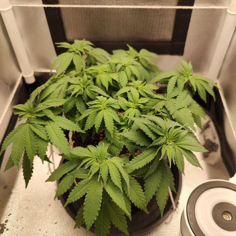 Blue Berry growlog timeline photo