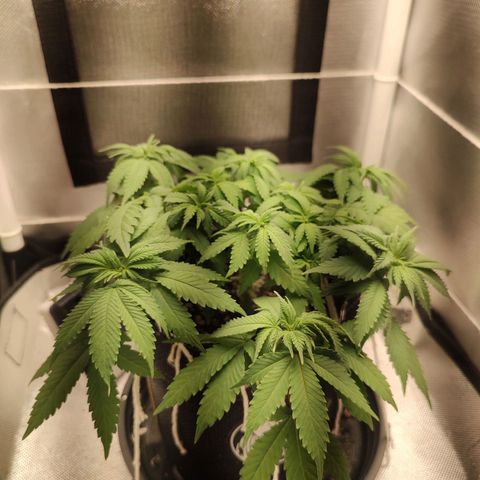Blue Berry growlog timeline photo