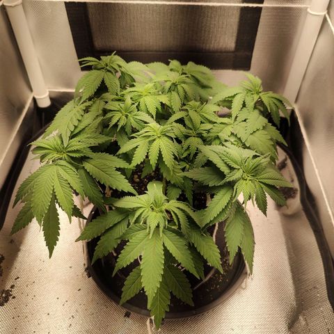 Blue Berry growlog timeline photo