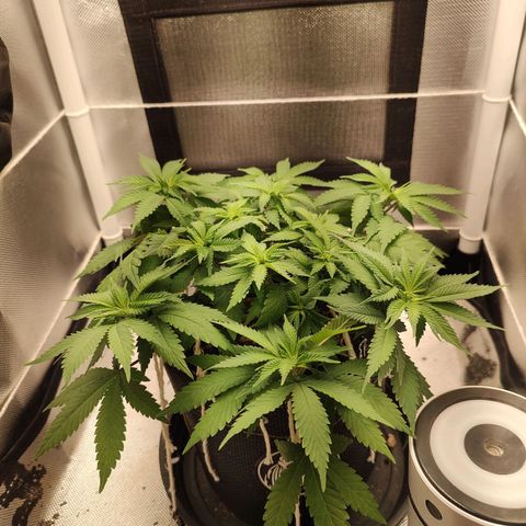 Blue Berry growlog timeline photo