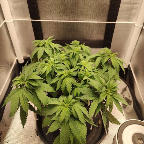 Blue Berry growlog timeline photo