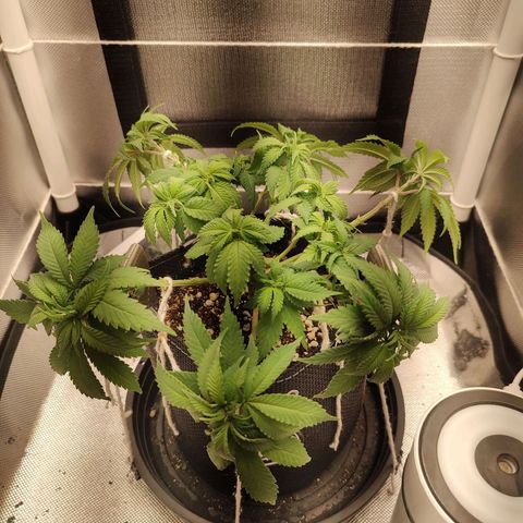 Blue Berry growlog timeline photo