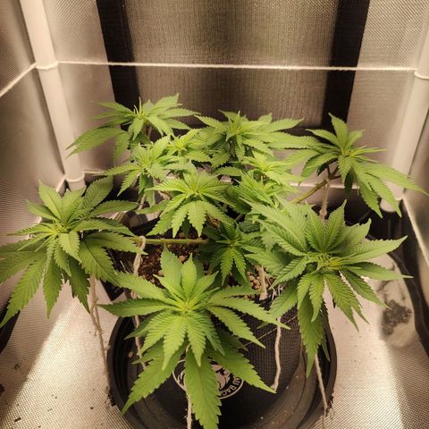 Blue Berry growlog timeline photo