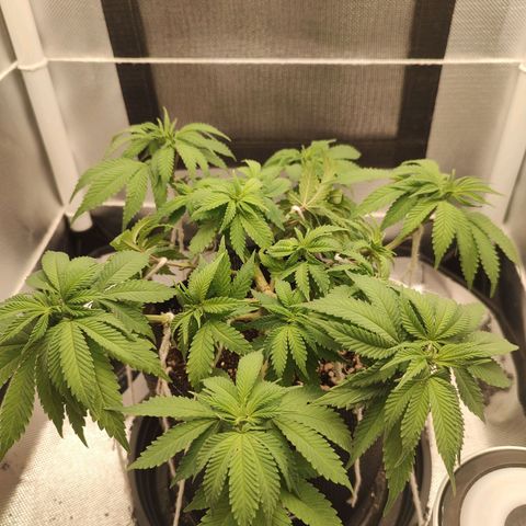 Blue Berry growlog timeline photo