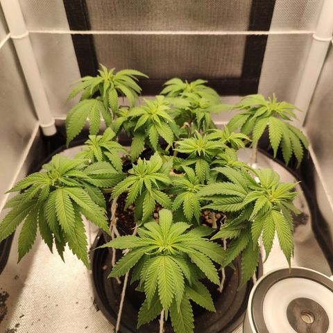 Blue Berry growlog timeline photo