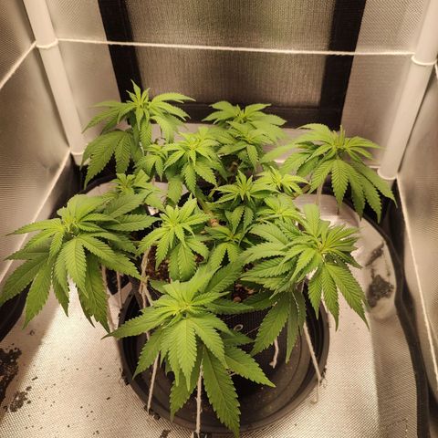 Blue Berry growlog timeline photo