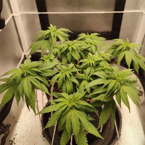 Blue Berry growlog timeline photo