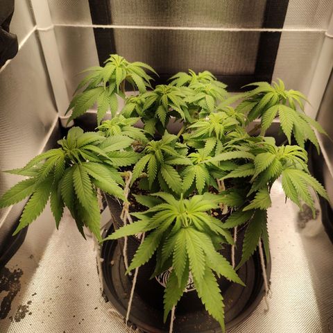 Blue Berry growlog timeline photo
