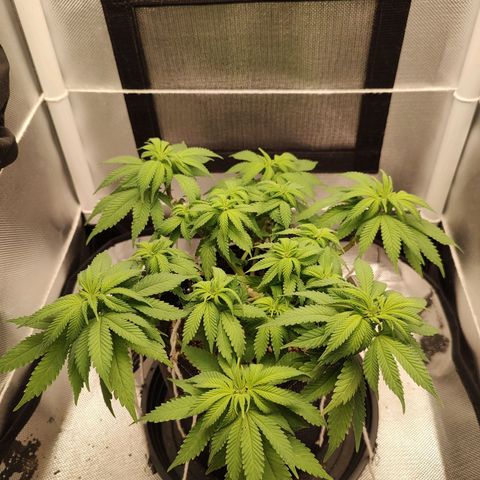 Blue Berry growlog timeline photo