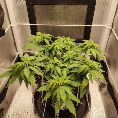 Blue Berry growlog timeline photo