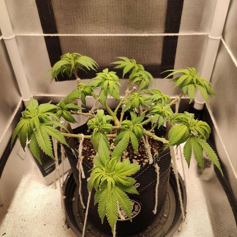 Blue Berry growlog timeline photo